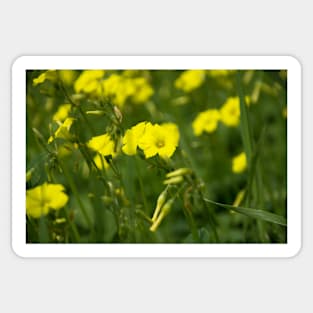 A field of yellow wildflowers Sticker